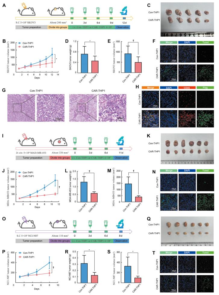 https://cdn.ncbi.nlm.nih.gov/pmc/blobs/a85f/11557030/f34bf15a49c2/cm9-137-2590-g003.jpg
