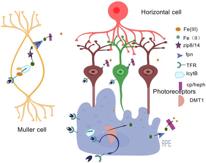 https://cdn.ncbi.nlm.nih.gov/pmc/blobs/a85f/12279753/7eae8c3f60ce/fmed-12-1608975-g0003.jpg