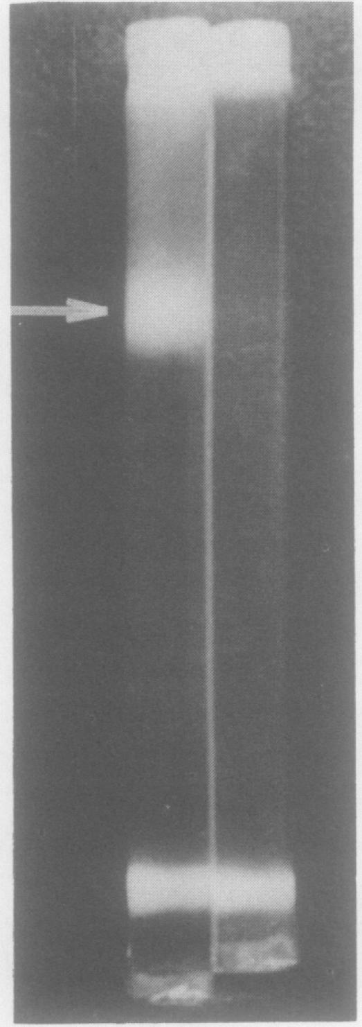 https://cdn.ncbi.nlm.nih.gov/pmc/blobs/a860/440491/ceef3eb4dc5b/plntphys00522-0090-a.jpg