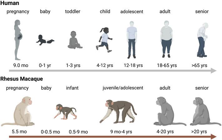 https://cdn.ncbi.nlm.nih.gov/pmc/blobs/a862/11649651/3d29b8b68fa1/fcimb-14-1493885-g001.jpg
