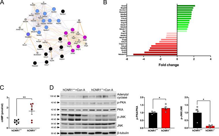 https://cdn.ncbi.nlm.nih.gov/pmc/blobs/a867/7726564/0773f42e2833/41419_2020_3261_Fig4_HTML.jpg