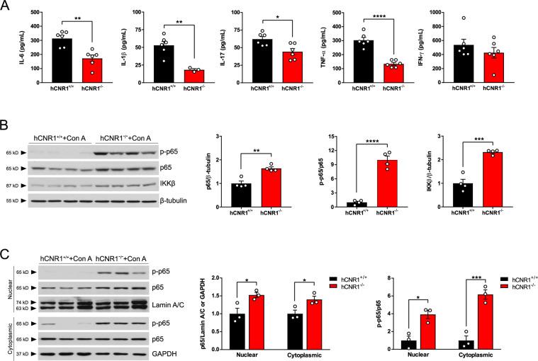 https://cdn.ncbi.nlm.nih.gov/pmc/blobs/a867/7726564/7478ba84d3fe/41419_2020_3261_Fig3_HTML.jpg