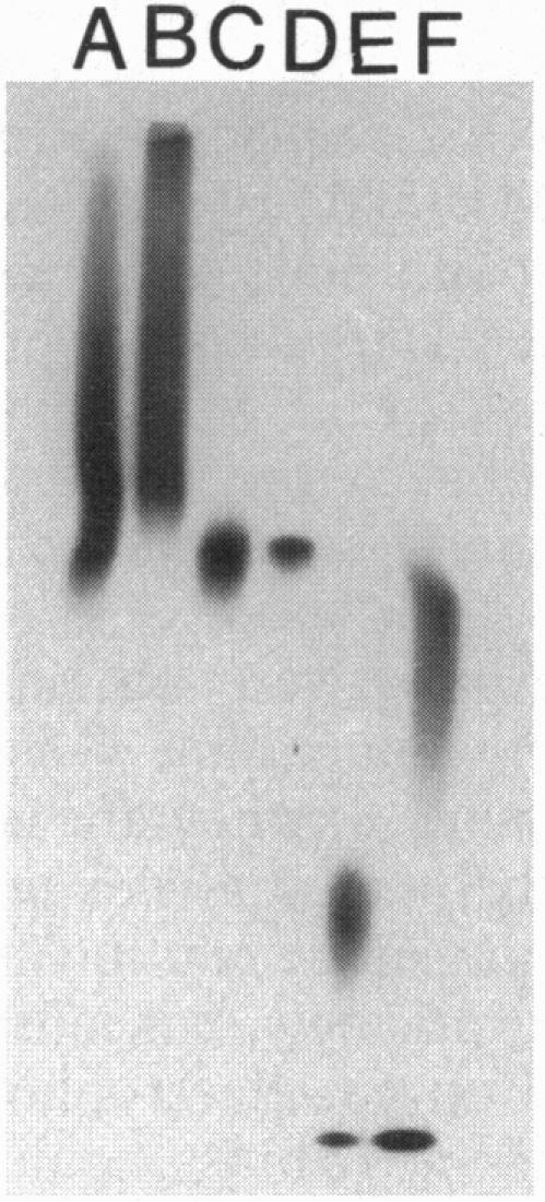 https://cdn.ncbi.nlm.nih.gov/pmc/blobs/a868/42304/d4556ff3e0f1/pnas01485-0384-a.jpg