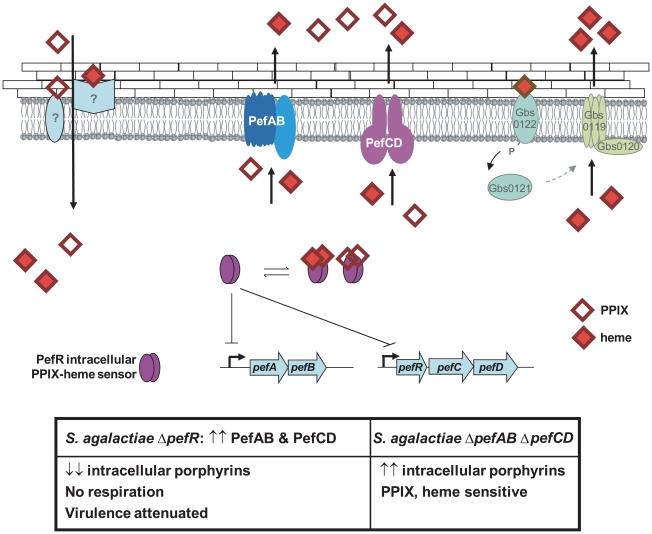 https://cdn.ncbi.nlm.nih.gov/pmc/blobs/a86e/2858704/21882960ffd0/ppat.1000860.g009.jpg