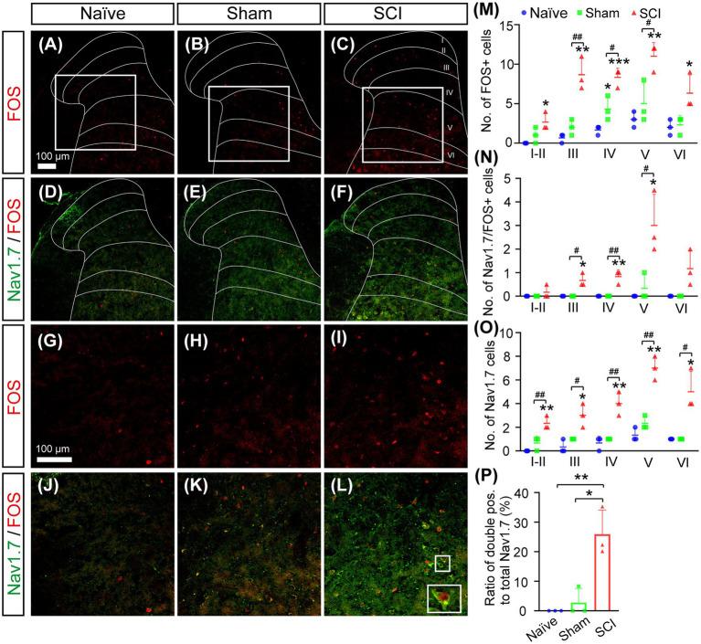 https://cdn.ncbi.nlm.nih.gov/pmc/blobs/a871/10020601/7ab7717fa86d/fnmol-16-1091096-g005.jpg