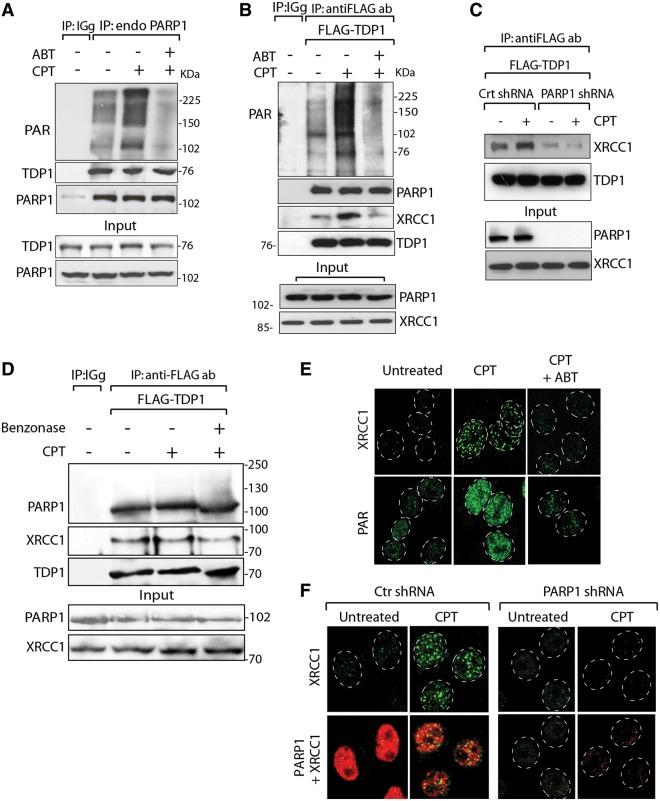 https://cdn.ncbi.nlm.nih.gov/pmc/blobs/a872/3985661/097108b689b1/gku088f5p.jpg