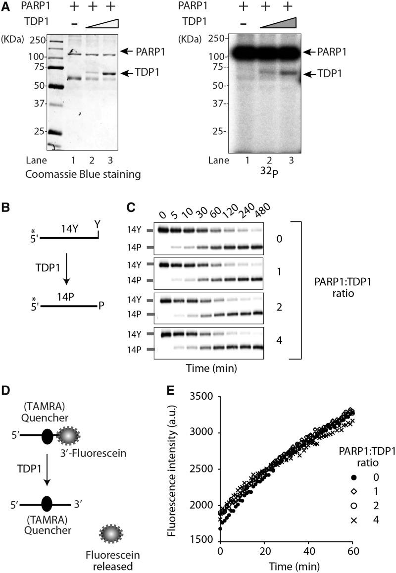 https://cdn.ncbi.nlm.nih.gov/pmc/blobs/a872/3985661/4828ae8ffa51/gku088f3p.jpg