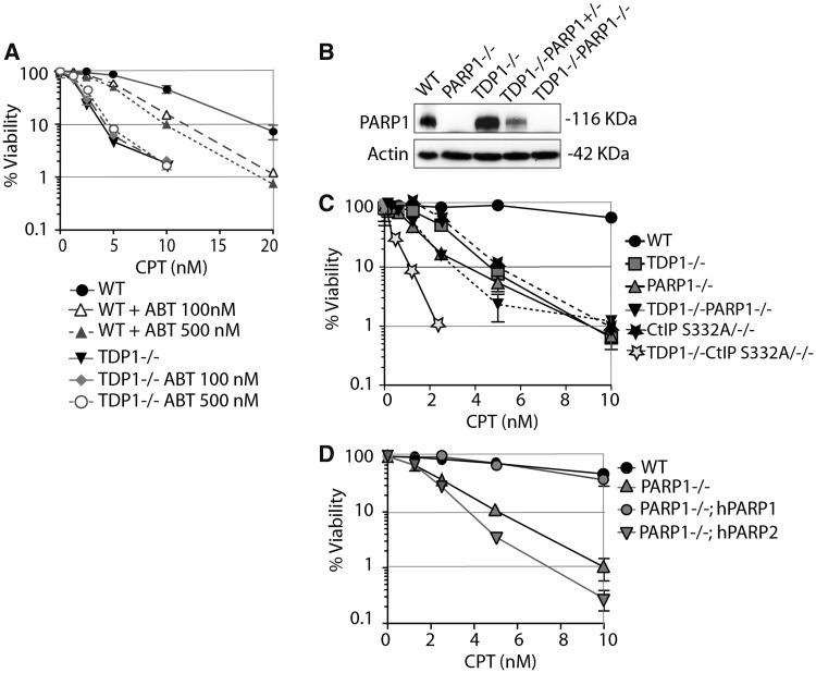 https://cdn.ncbi.nlm.nih.gov/pmc/blobs/a872/3985661/69032ae27a92/gku088f1p.jpg