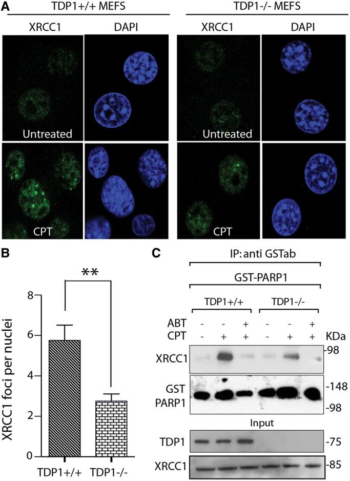 https://cdn.ncbi.nlm.nih.gov/pmc/blobs/a872/3985661/71a955517bf9/gku088f6p.jpg