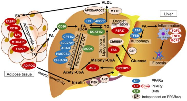 https://cdn.ncbi.nlm.nih.gov/pmc/blobs/a878/11351628/ea2f4eda2e74/biomedicines-12-01876-g001.jpg