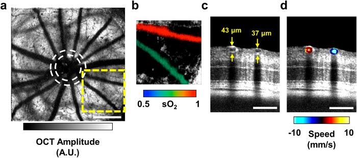 https://cdn.ncbi.nlm.nih.gov/pmc/blobs/a87e/4649746/4ca0b8d4cdda/srep16752-f1.jpg