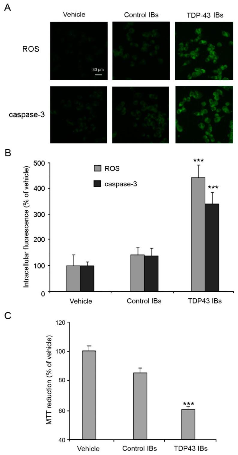 https://cdn.ncbi.nlm.nih.gov/pmc/blobs/a87e/6695586/d2fa6b3ff0cc/ijms-20-03685-g003.jpg