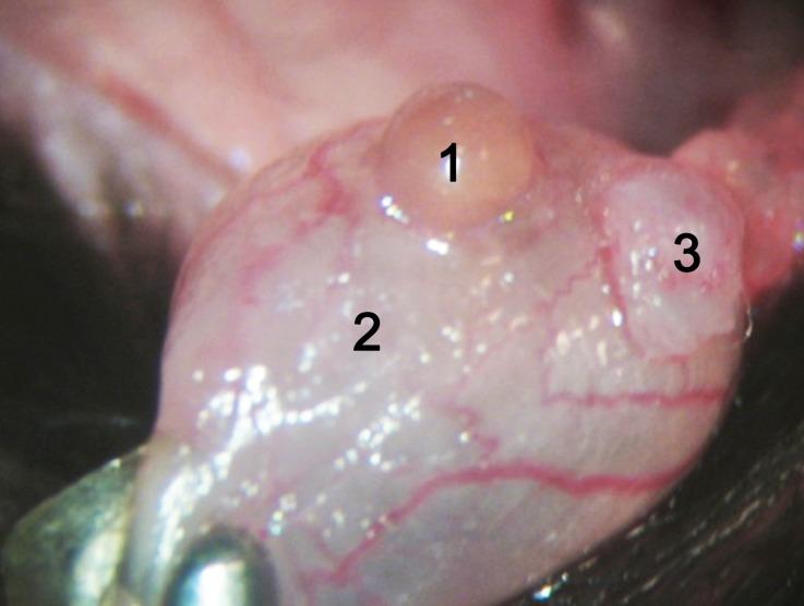 https://cdn.ncbi.nlm.nih.gov/pmc/blobs/a882/5263196/cc938b589faf/10353_2016_391_Fig5_HTML.jpg
