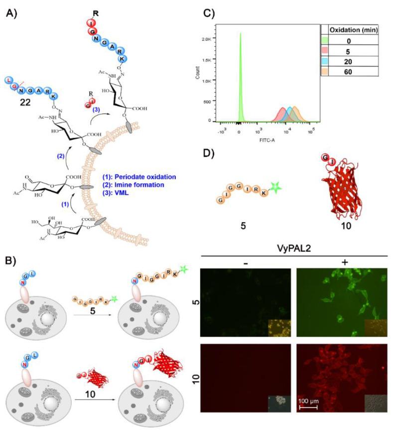https://cdn.ncbi.nlm.nih.gov/pmc/blobs/a883/8745061/25ab37eb221b/ijms-23-00458-g008.jpg