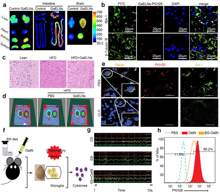 https://cdn.ncbi.nlm.nih.gov/pmc/blobs/a885/11997602/48c87d8a47e4/gr7.jpg