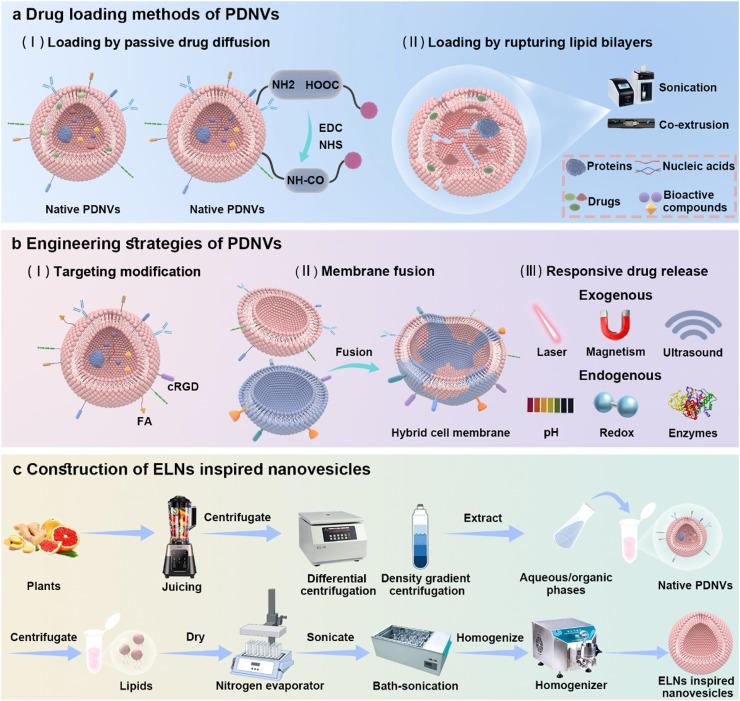 https://cdn.ncbi.nlm.nih.gov/pmc/blobs/a885/11997602/72ff105c9728/gr3.jpg
