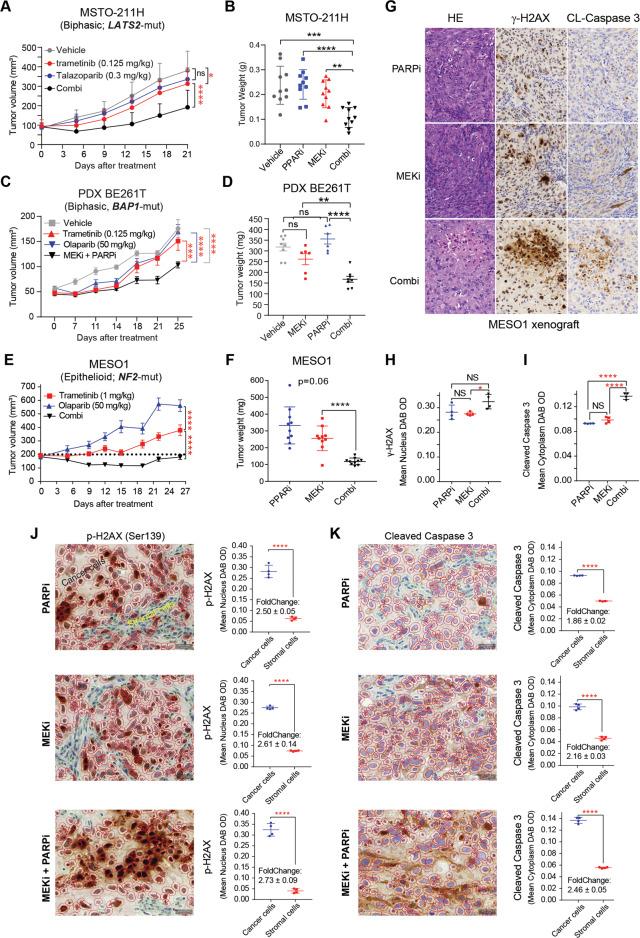https://cdn.ncbi.nlm.nih.gov/pmc/blobs/a886/9918536/4a6c71983212/41420_2023_1307_Fig7_HTML.jpg