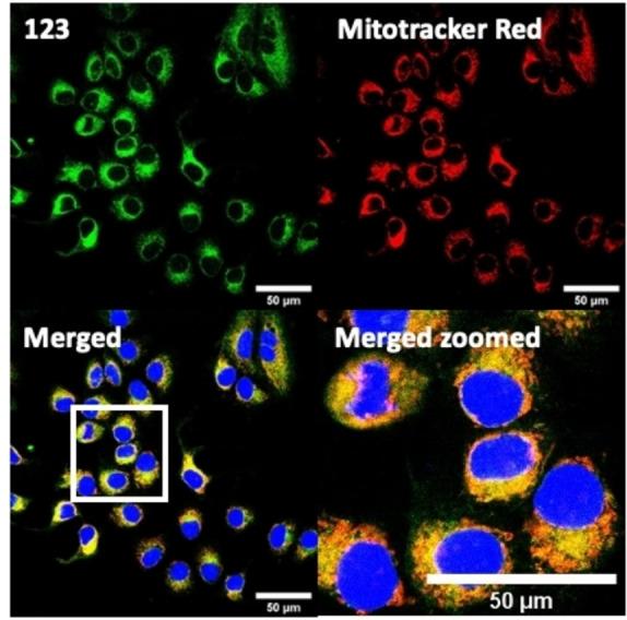 https://cdn.ncbi.nlm.nih.gov/pmc/blobs/a887/10092527/be24c1dc6a9f/CHEM-28-0-g088.jpg