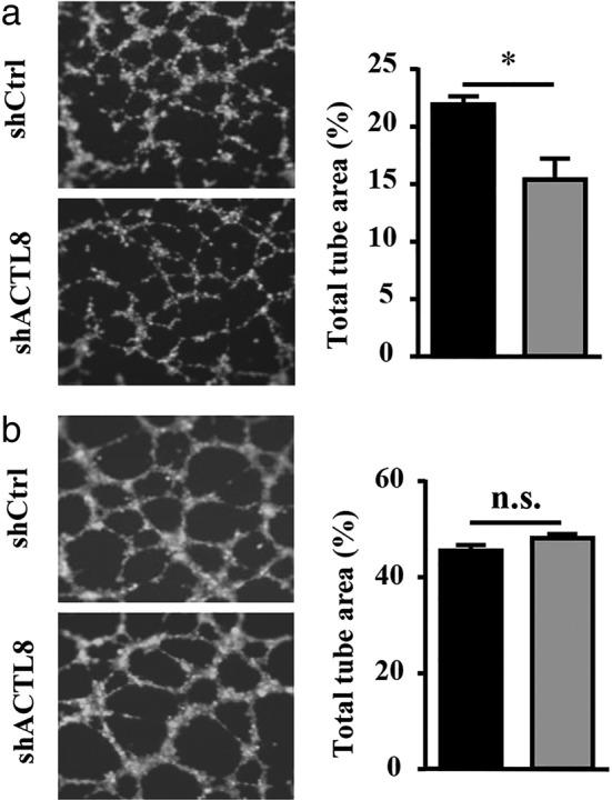 https://cdn.ncbi.nlm.nih.gov/pmc/blobs/a887/7049497/dd5c738ff1e0/TCA-11-526-g006.jpg