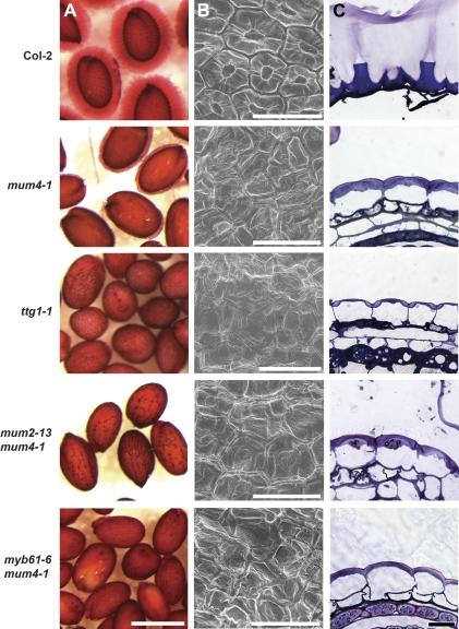 https://cdn.ncbi.nlm.nih.gov/pmc/blobs/a888/2692007/3ee41650f4aa/jexboterp102f01_3c.jpg