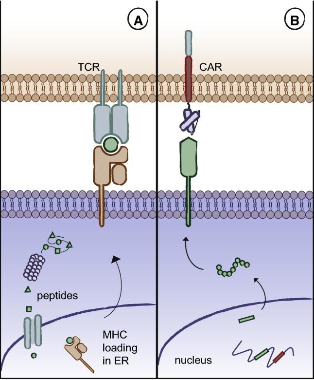 https://cdn.ncbi.nlm.nih.gov/pmc/blobs/a88b/7102133/42da8aeab5ee/40265_2019_1071_Fig1_HTML.jpg