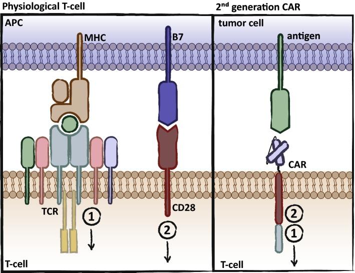 https://cdn.ncbi.nlm.nih.gov/pmc/blobs/a88b/7102133/4583fd0bffe6/40265_2019_1071_Fig2_HTML.jpg