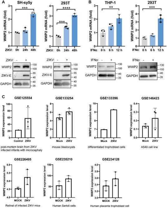 https://cdn.ncbi.nlm.nih.gov/pmc/blobs/a88d/11497017/01958dde4717/ADVS-11-2408024-g001.jpg