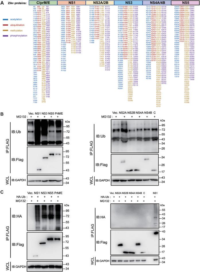 https://cdn.ncbi.nlm.nih.gov/pmc/blobs/a88d/11497017/95cf27cbb259/ADVS-11-2408024-g003.jpg