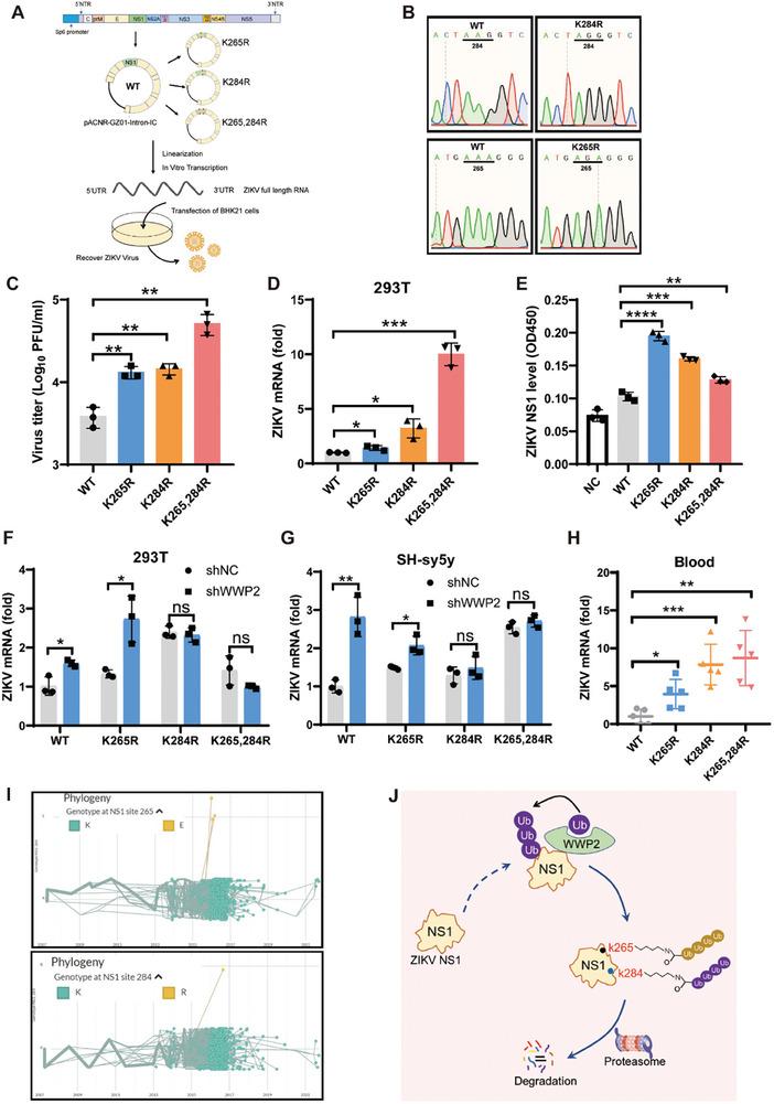 https://cdn.ncbi.nlm.nih.gov/pmc/blobs/a88d/11497017/ebc0044cae5d/ADVS-11-2408024-g008.jpg