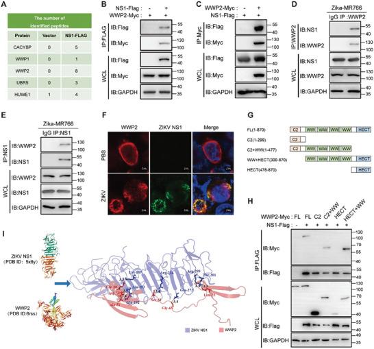 https://cdn.ncbi.nlm.nih.gov/pmc/blobs/a88d/11497017/eca39f93c7fc/ADVS-11-2408024-g007.jpg