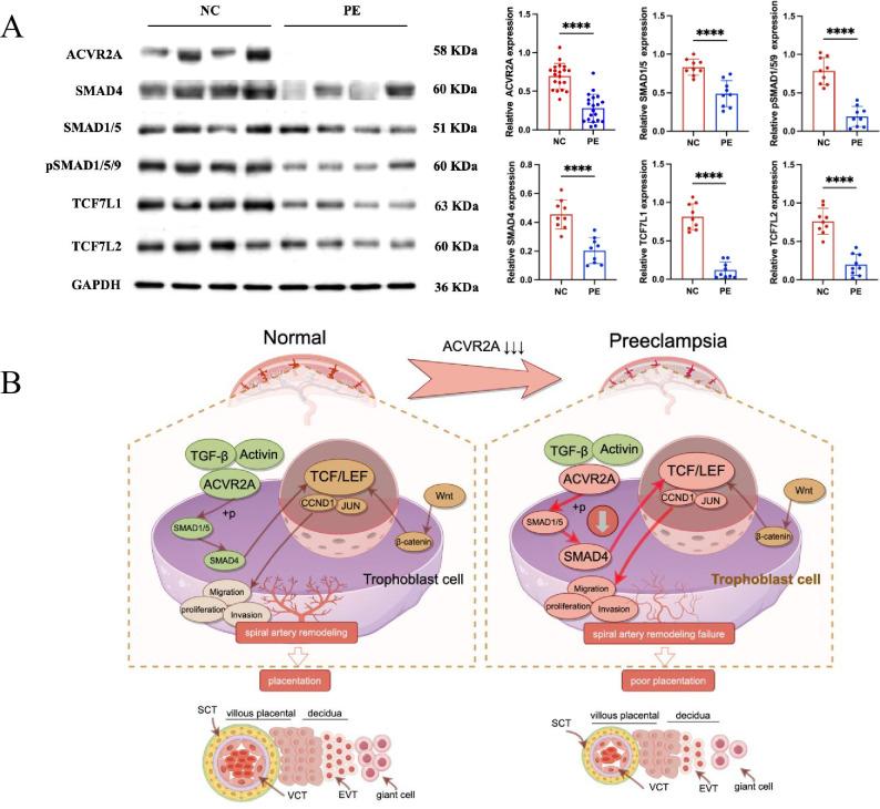 https://cdn.ncbi.nlm.nih.gov/pmc/blobs/a88e/12124833/49ab6300760c/elife-101236-fig7.jpg