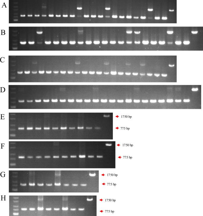 https://cdn.ncbi.nlm.nih.gov/pmc/blobs/a88e/12124833/d65901cc8047/elife-101236-fig2-figsupp1.jpg