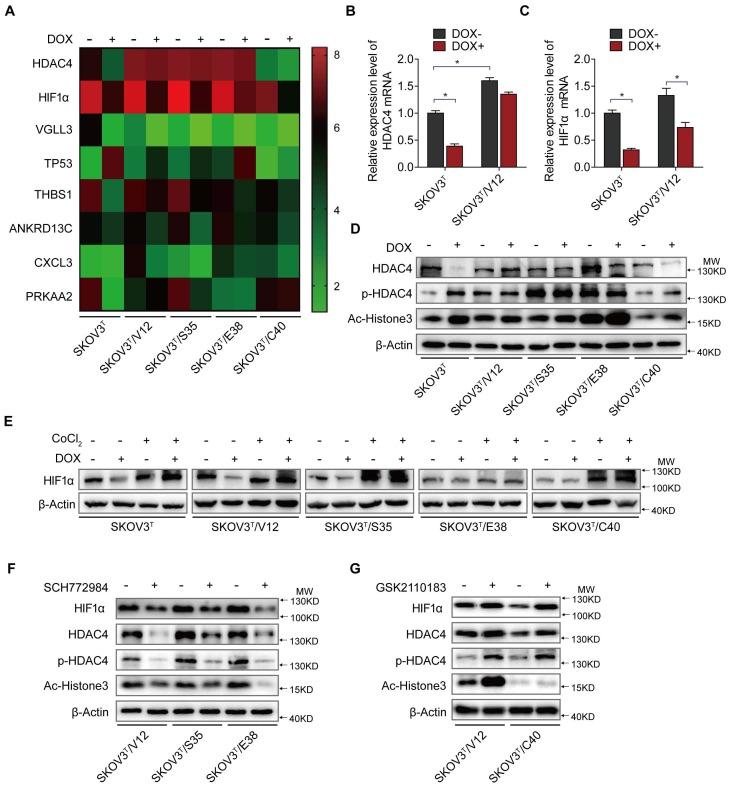 https://cdn.ncbi.nlm.nih.gov/pmc/blobs/a88f/6401400/146a6e6717c5/thnov09p1096g004.jpg