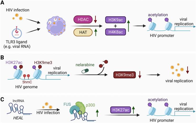 https://cdn.ncbi.nlm.nih.gov/pmc/blobs/a890/10894183/a0e6b58be30f/11033_2024_9266_Fig3_HTML.jpg
