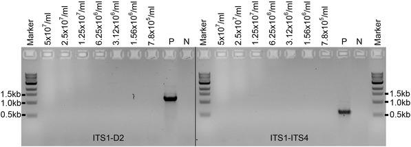 https://cdn.ncbi.nlm.nih.gov/pmc/blobs/a890/6916316/0db5d2767760/CPMC-54-na-g007.jpg