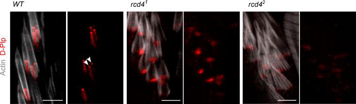 https://cdn.ncbi.nlm.nih.gov/pmc/blobs/a892/7401805/285a08b6854e/JCB_201912154_FigS2.jpg