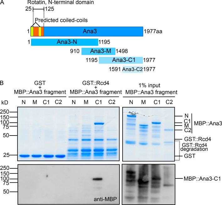https://cdn.ncbi.nlm.nih.gov/pmc/blobs/a892/7401805/62759ce20070/JCB_201912154_Fig4.jpg