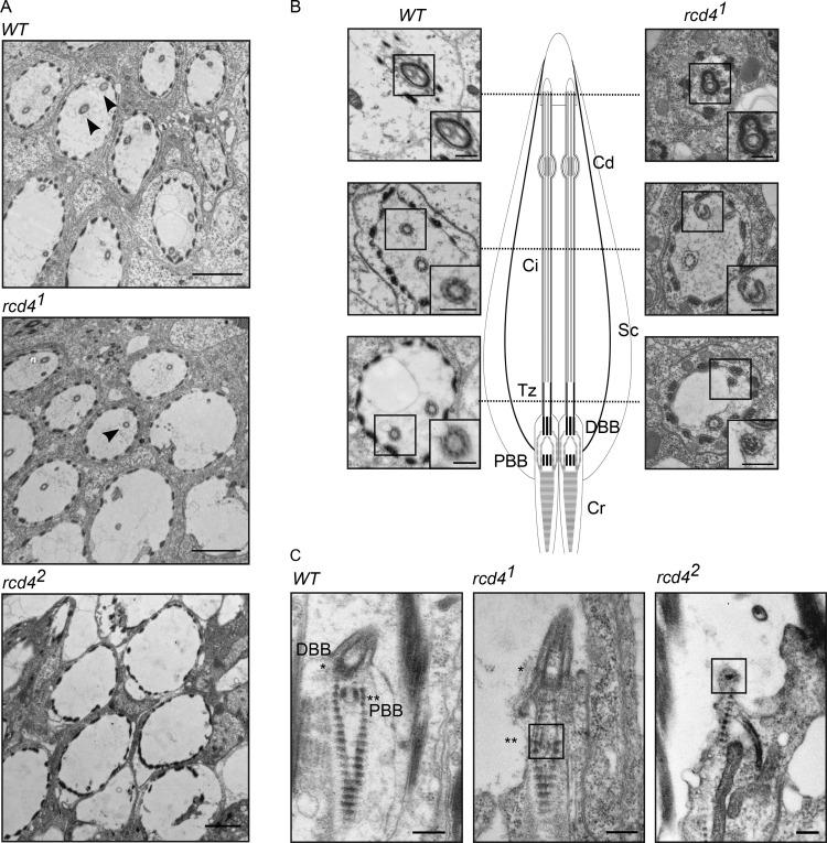 https://cdn.ncbi.nlm.nih.gov/pmc/blobs/a892/7401805/f08ff05356ac/JCB_201912154_Fig3.jpg