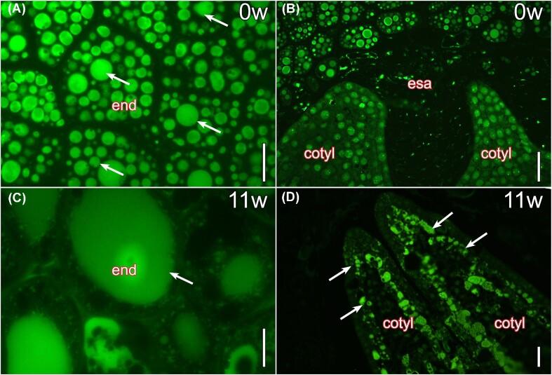 https://cdn.ncbi.nlm.nih.gov/pmc/blobs/a895/10755177/d2021548c7ce/icad078fig6.jpg