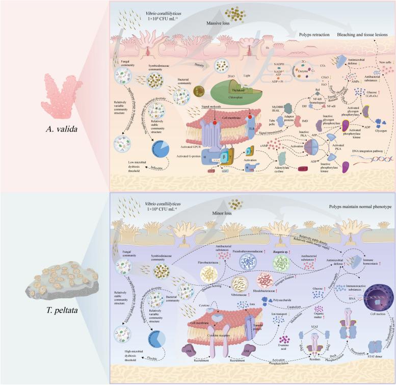 https://cdn.ncbi.nlm.nih.gov/pmc/blobs/a89c/11295391/14b6863c65b9/12866_2024_3438_Fig6_HTML.jpg