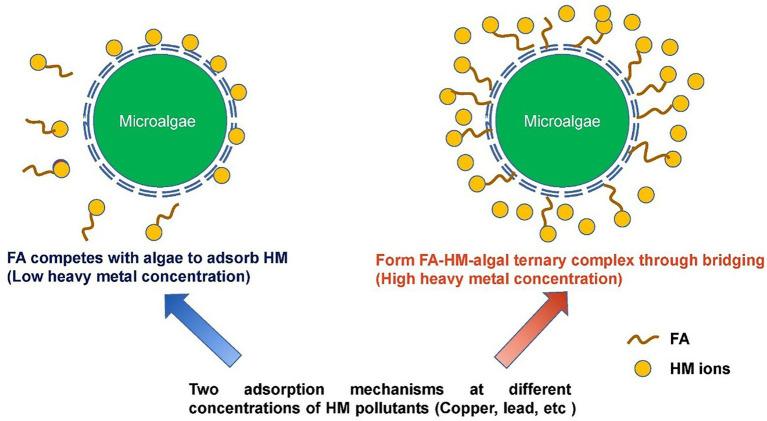 https://cdn.ncbi.nlm.nih.gov/pmc/blobs/a89c/9868176/0d8b99adebb2/fmicb-13-1084097-g003.jpg