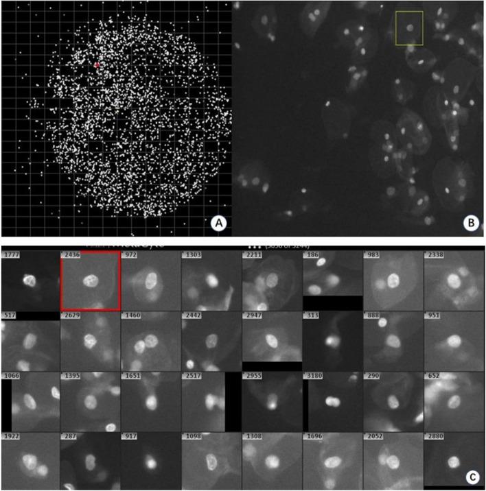 https://cdn.ncbi.nlm.nih.gov/pmc/blobs/a8a1/11681657/6d6fda674a91/12885_2024_13355_Fig1_HTML.jpg