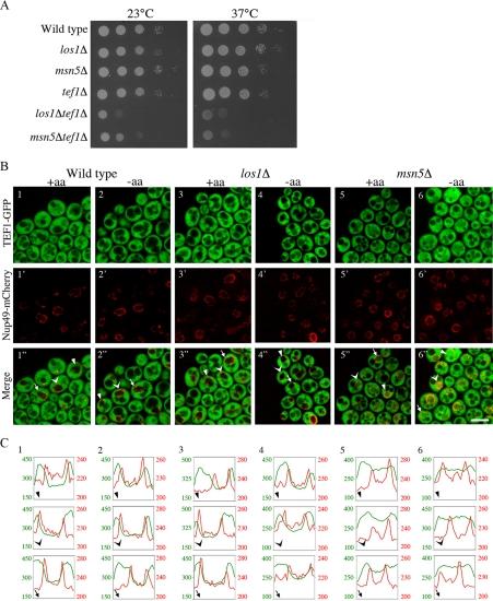 https://cdn.ncbi.nlm.nih.gov/pmc/blobs/a8a1/2820427/36160c9b349b/zmk0041093490005.jpg