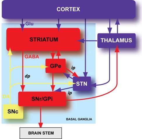https://cdn.ncbi.nlm.nih.gov/pmc/blobs/a8a2/3059675/c33580f82f1a/fnsyn-02-00006-g001.jpg