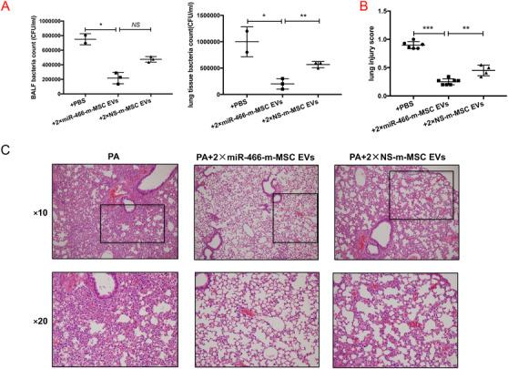 https://cdn.ncbi.nlm.nih.gov/pmc/blobs/a8a2/7805403/770fa3ab4ae2/CTM2-11-e287-g007.jpg