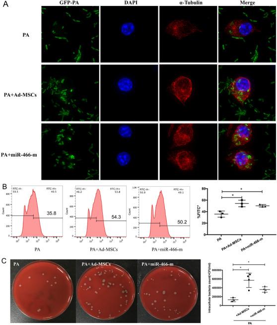 https://cdn.ncbi.nlm.nih.gov/pmc/blobs/a8a2/7805403/7d4274cd6e84/CTM2-11-e287-g003.jpg