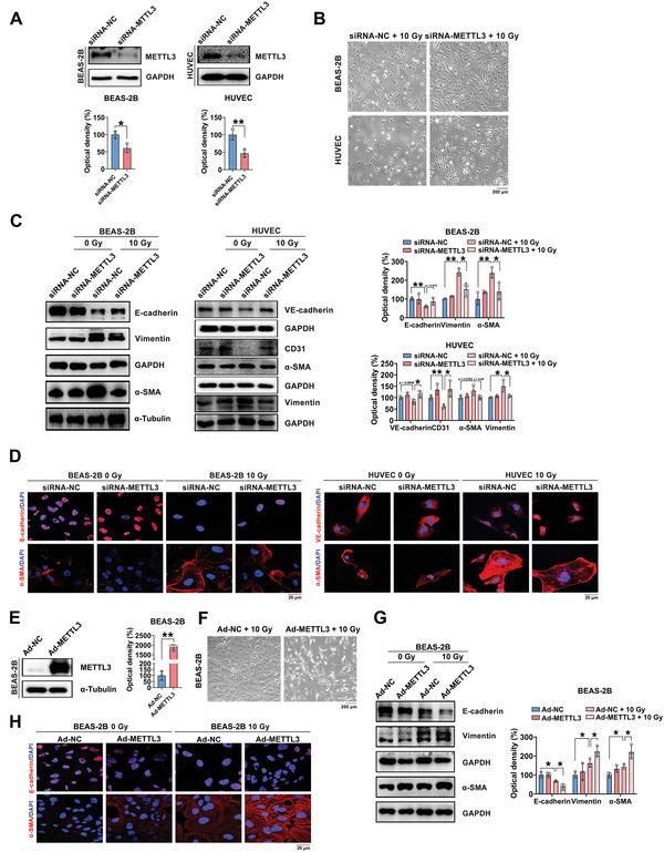 https://cdn.ncbi.nlm.nih.gov/pmc/blobs/a8a3/10265050/1161ec442864/ADVS-10-2204784-g007.jpg
