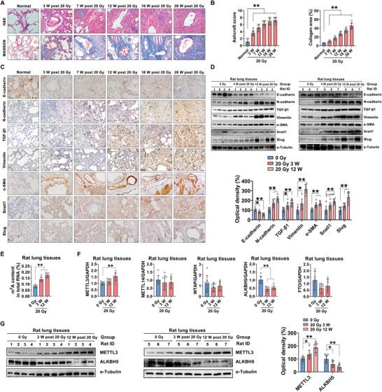 https://cdn.ncbi.nlm.nih.gov/pmc/blobs/a8a3/10265050/2aade7b8f3c3/ADVS-10-2204784-g005.jpg