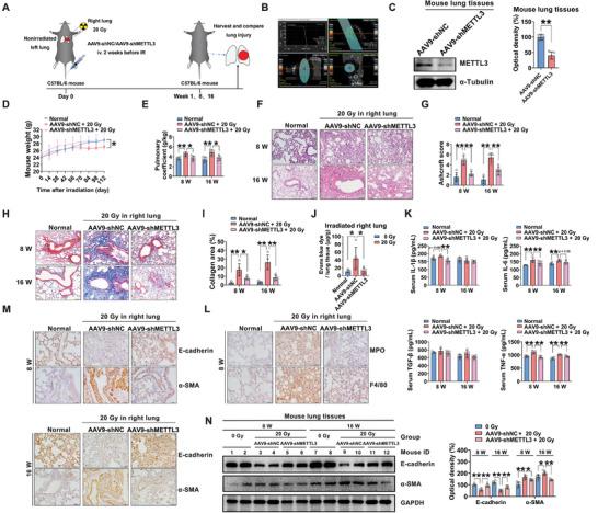https://cdn.ncbi.nlm.nih.gov/pmc/blobs/a8a3/10265050/6f2c400acf65/ADVS-10-2204784-g004.jpg