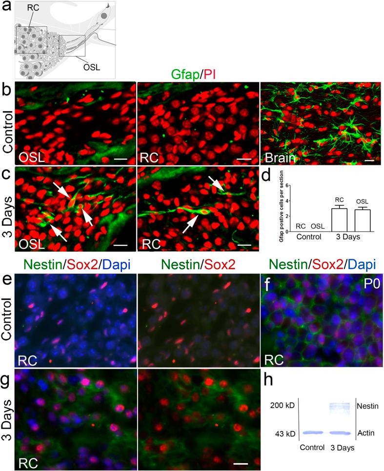 https://cdn.ncbi.nlm.nih.gov/pmc/blobs/a8a4/4549618/8463646e3874/srep13383-f6.jpg